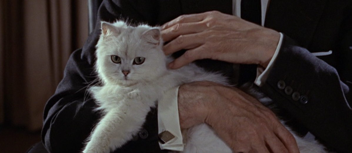 Blofeld white cat